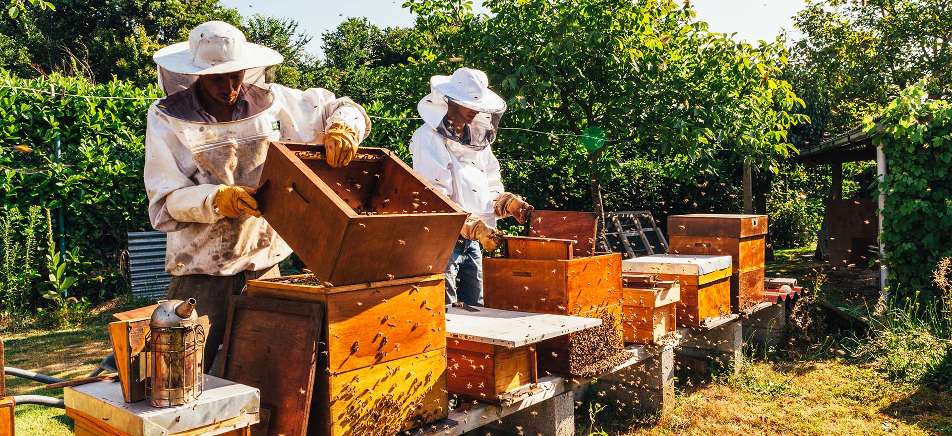 Wild Hill Apiary